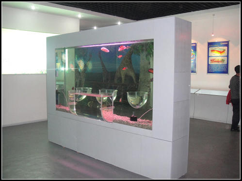 如何清理大型魚(yú)缸