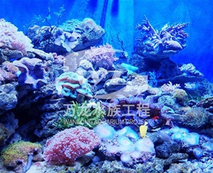 大型魚缸爆裂是什么問題呢？    